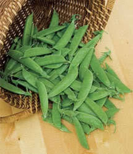 50 semillas de guisante Oregon SUGAR POD II (Pisum sativum macrocarpon)