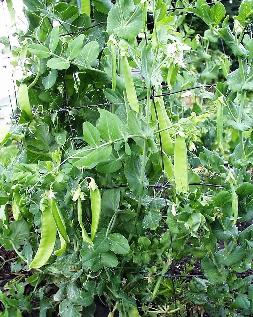 50 semillas de guisante Oregon SUGAR POD II (Pisum sativum macrocarpon)