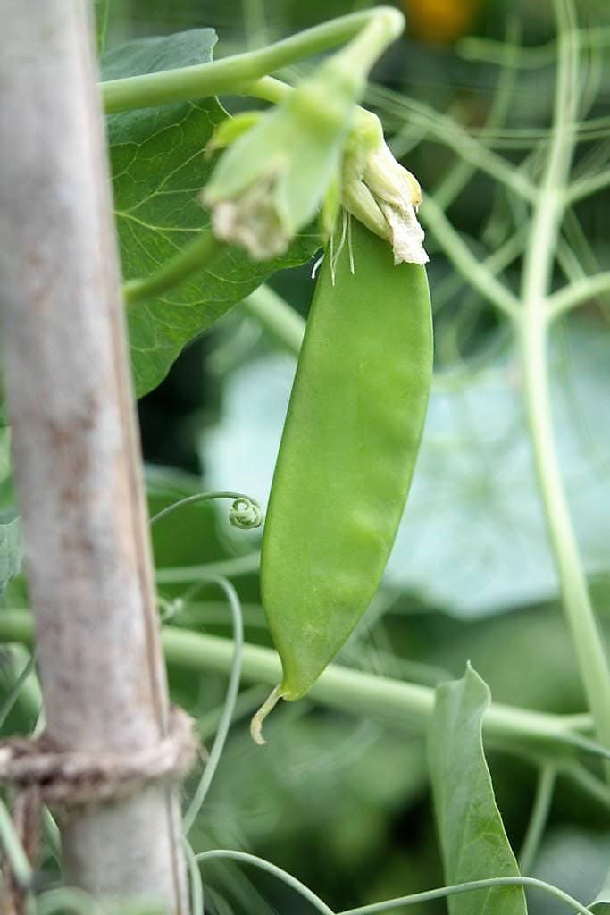 50 semillas de guisante Oregon SUGAR POD II (Pisum sativum macrocarpon)