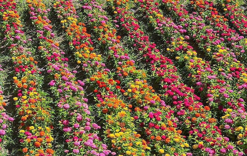 250 semillas de flores de ZINNIA Elegans de jardín común de colores mixtos