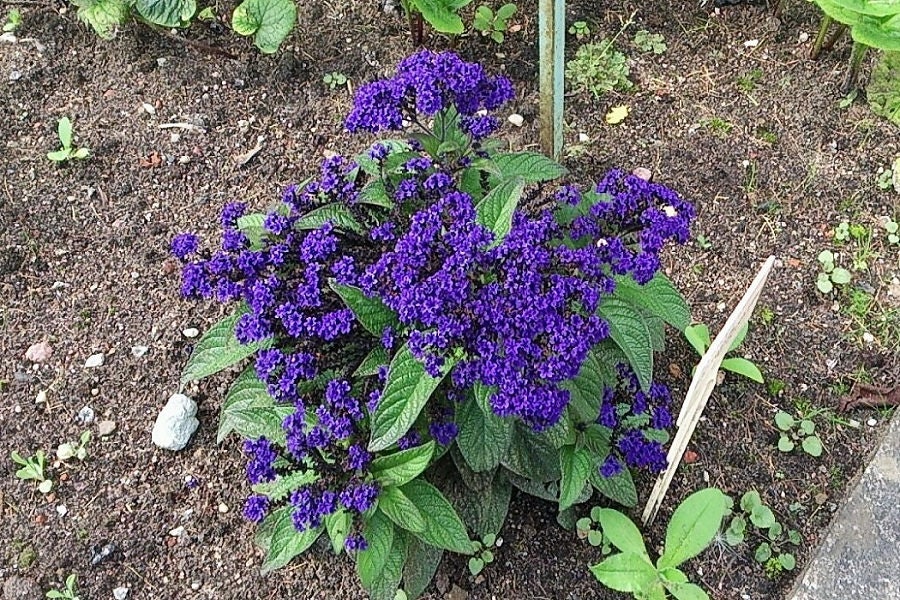 50 semillas de flores de Heliotropo marino azul Heliotropium Arborescens