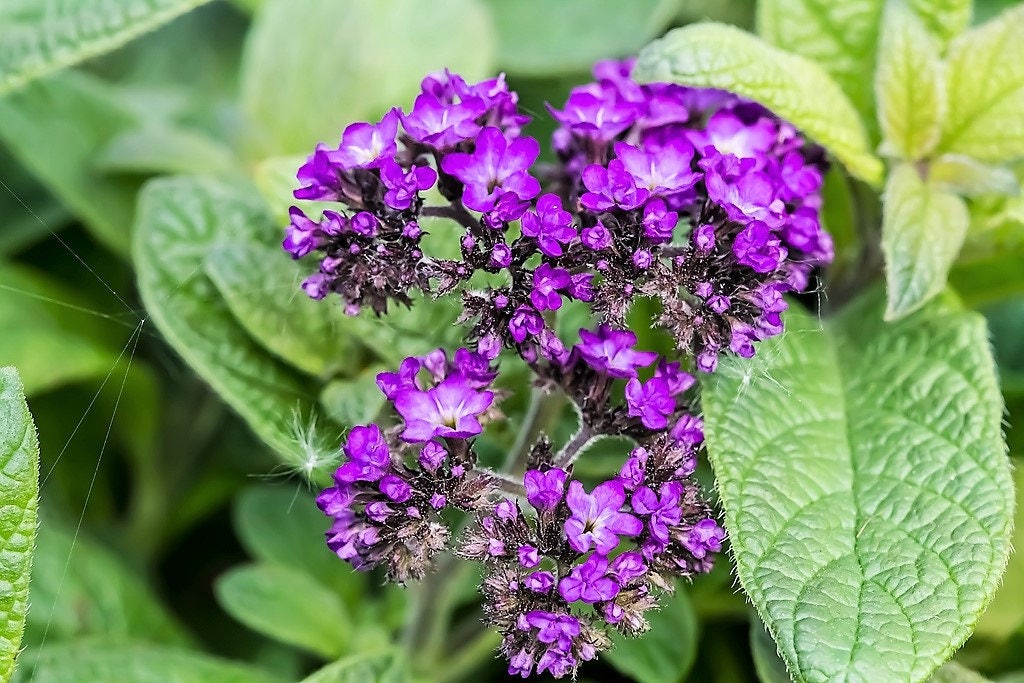 50 semillas de flores de Heliotropo marino azul Heliotropium Arborescens