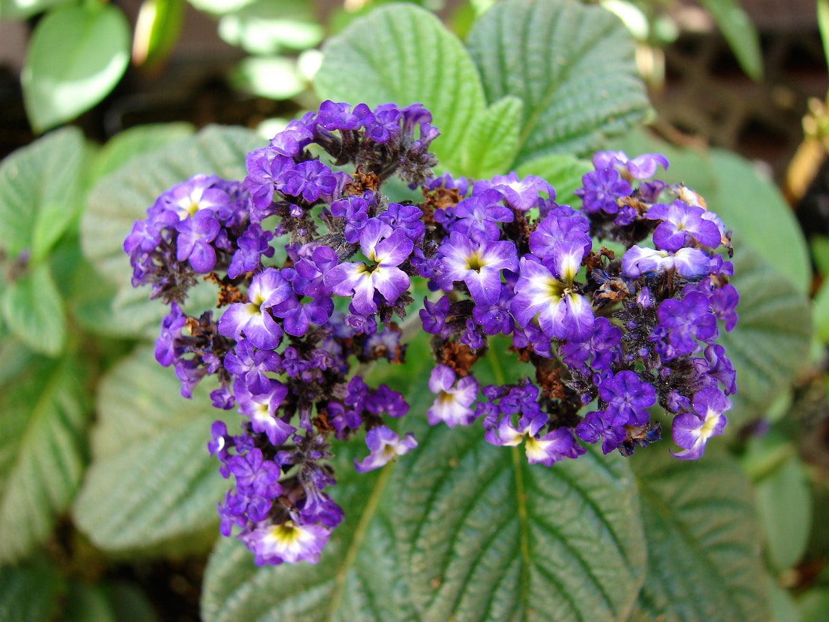 50 semillas de flores de Heliotropo marino azul Heliotropium Arborescens