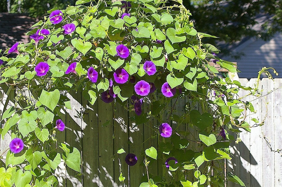 50 semillas de flores de vid de gloria de la mañana de colores mixtos Ipomoea purpurea