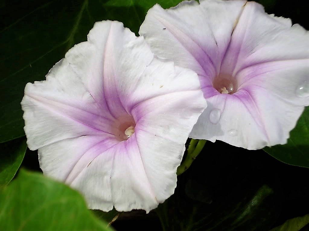 50 semillas de flores de vid de gloria de la mañana de colores mixtos Ipomoea purpurea