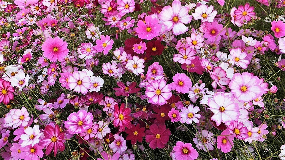 350 semillas de flores de Cosmos Bipinnatus de colores mixtos COSMOS SENSATION MIX