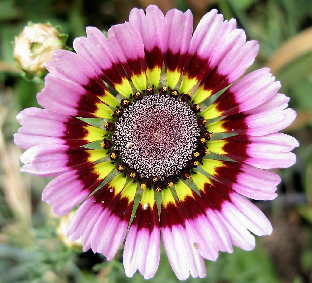 250 semillas de flores de crisantemo carinatum (margarita pirentro) pintadas tricolores