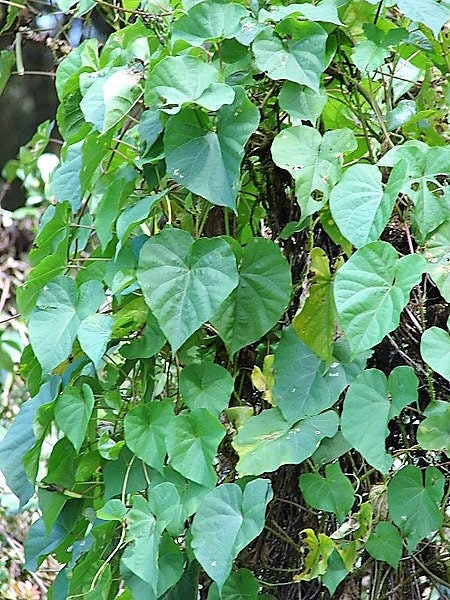 50 Semillas de flor de luna (gloria de la mañana) Ipomoea Alba (flor de luna blanca)