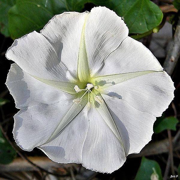 50 Semillas de flor de luna (gloria de la mañana) Ipomoea Alba (flor de luna blanca)