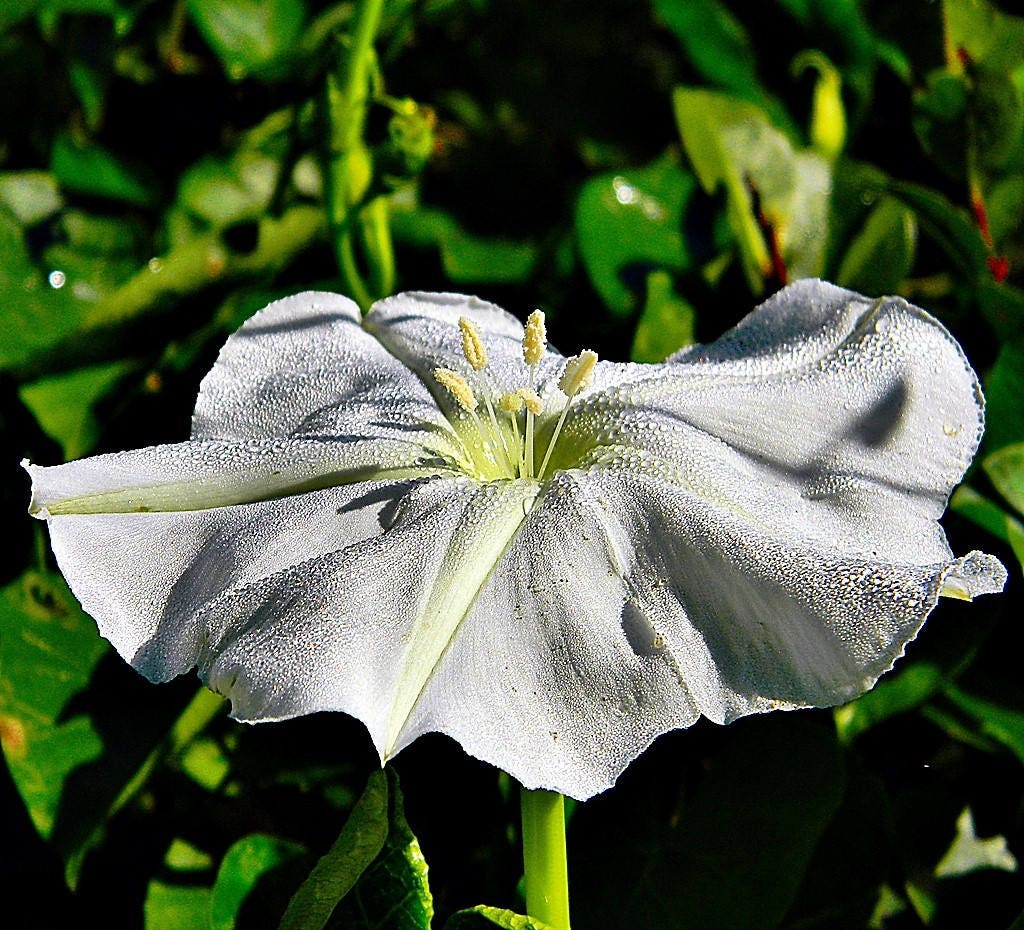 50 Semillas de flor de luna (gloria de la mañana) Ipomoea Alba (flor de luna blanca)