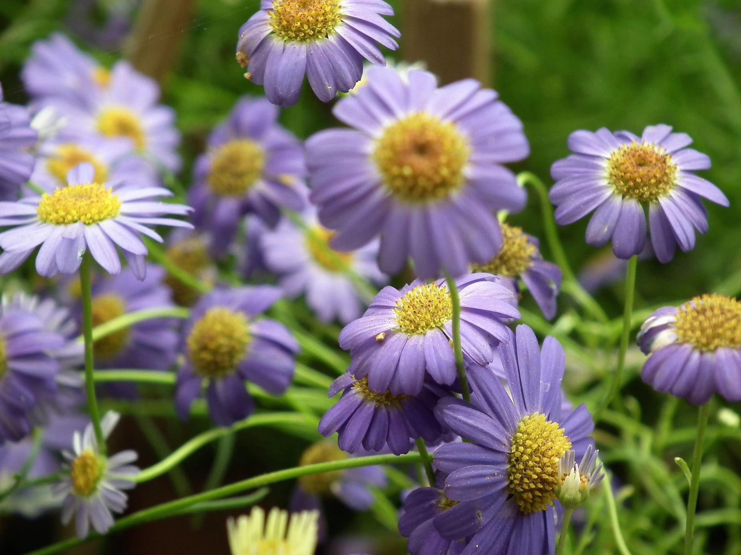 200 semillas de flores de margarita Brachyscome Iberidifolia de la variedad morada SWAN RIVER DAISY