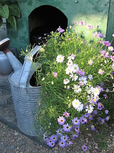 200 Mixed Colors SWAN RIVER DAISY Brachyscome Iberidifolia Flower Seeds