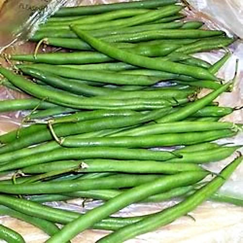 50 semillas de frijol de cosecha verde Phaseolus Vulgaris