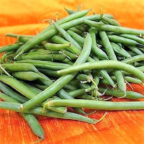 50 semillas de frijol de cosecha verde Phaseolus Vulgaris