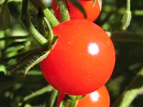 300 semillas de tomate cherry rojo grande Lycopersicon Lycopersicum, fruta y verdura