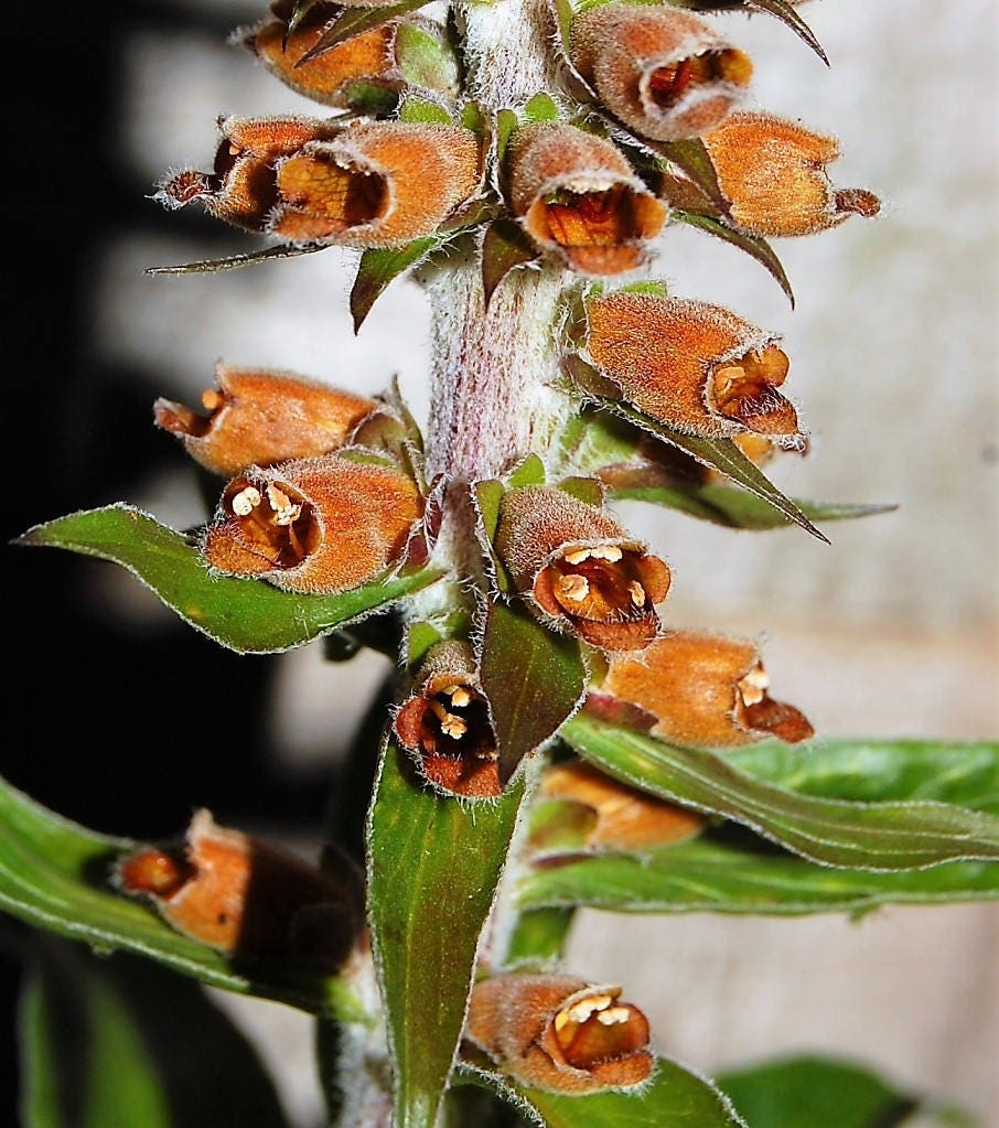 20 MILK CHOCOLATE FOXGLOVE Spanish Digitalis Parviflora Red Brown Flower Seeds