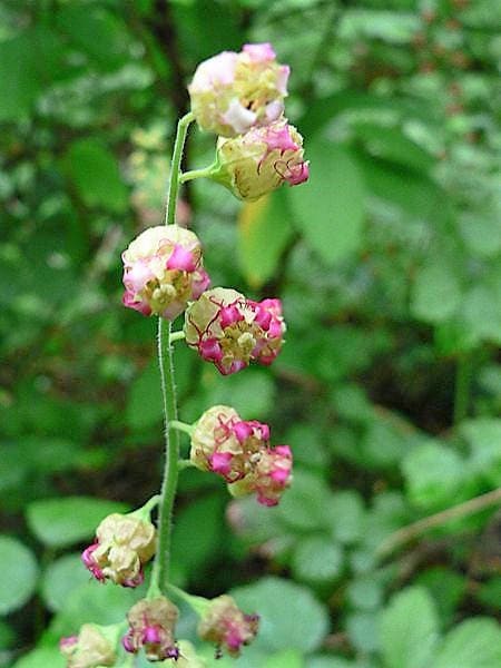 25 semillas de flor rosa de copa con flecos de Tellima Grandiflora Odorata Bigflower