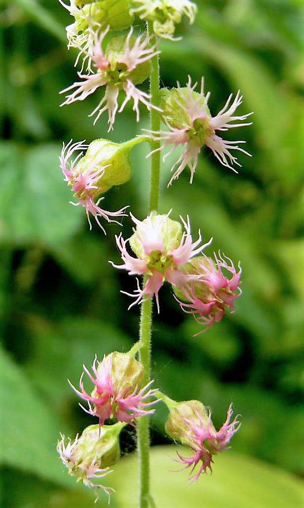 25 semillas de flor rosa de copa con flecos de Tellima Grandiflora Odorata Bigflower