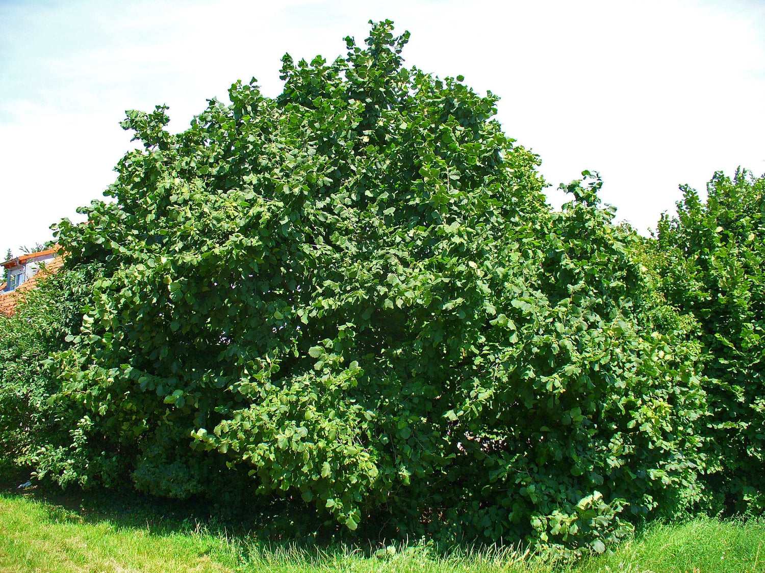 5 semillas de avellana americana (Corylus americana)