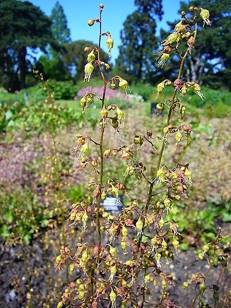 50 HEUCHERA Americana CORAL BELLS Semillas de flores de raíz de alumbre americana de la variedad Dale's