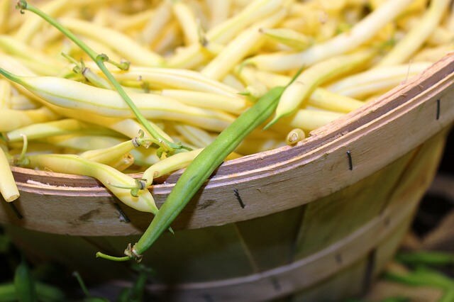 25 JUDÍAS VERDES GOLDRUSH Semillas de vegetales de frijol de cera amarillo brillante Phaseolus Vulgaris