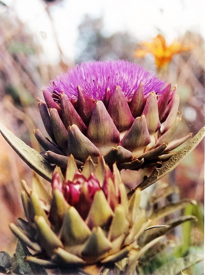50 PURPLE ROMAGNA ARTICHOKE Italian Cynara Scolymus Flower Vegetable Seeds