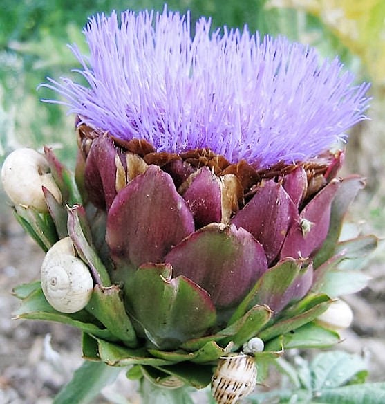 50 PURPLE ROMAGNA ARTICHOKE Italian Cynara Scolymus Flower Vegetable Seeds
