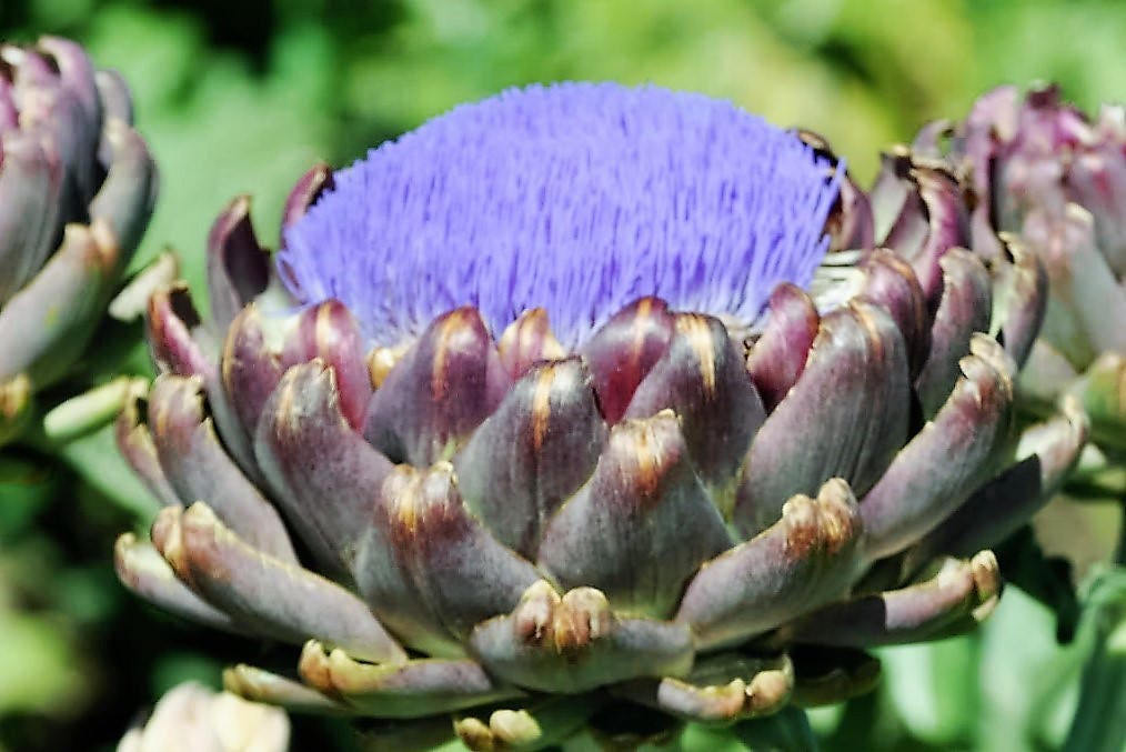 50 PURPLE ROMAGNA ARTICHOKE Italian Cynara Scolymus Flower Vegetable Seeds