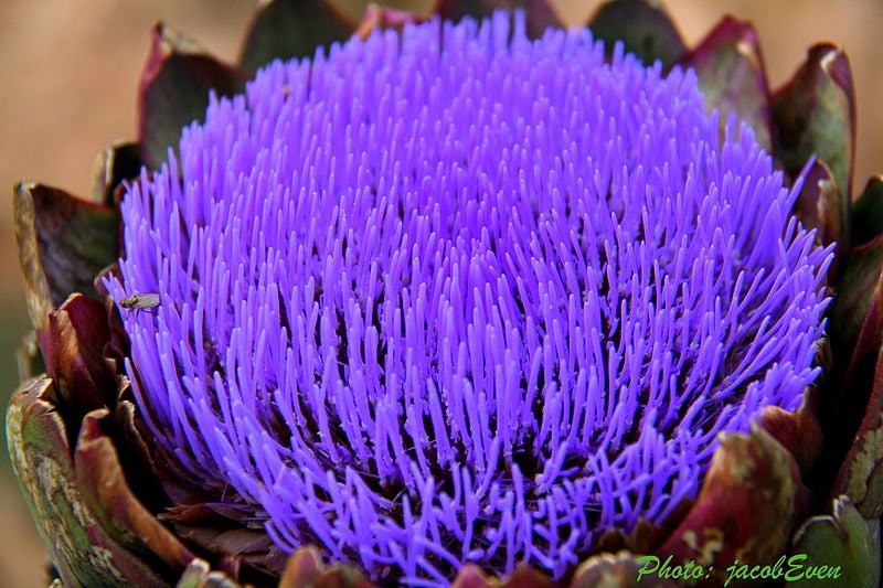 50 PURPLE ROMAGNA ARTICHOKE Italian Cynara Scolymus Flower Vegetable Seeds