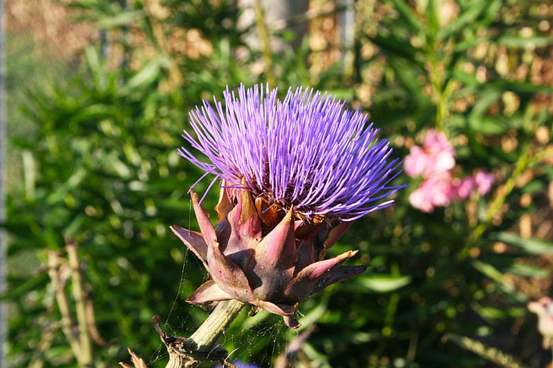 50 PURPLE ROMAGNA ARTICHOKE Italian Cynara Scolymus Flower Vegetable Seeds