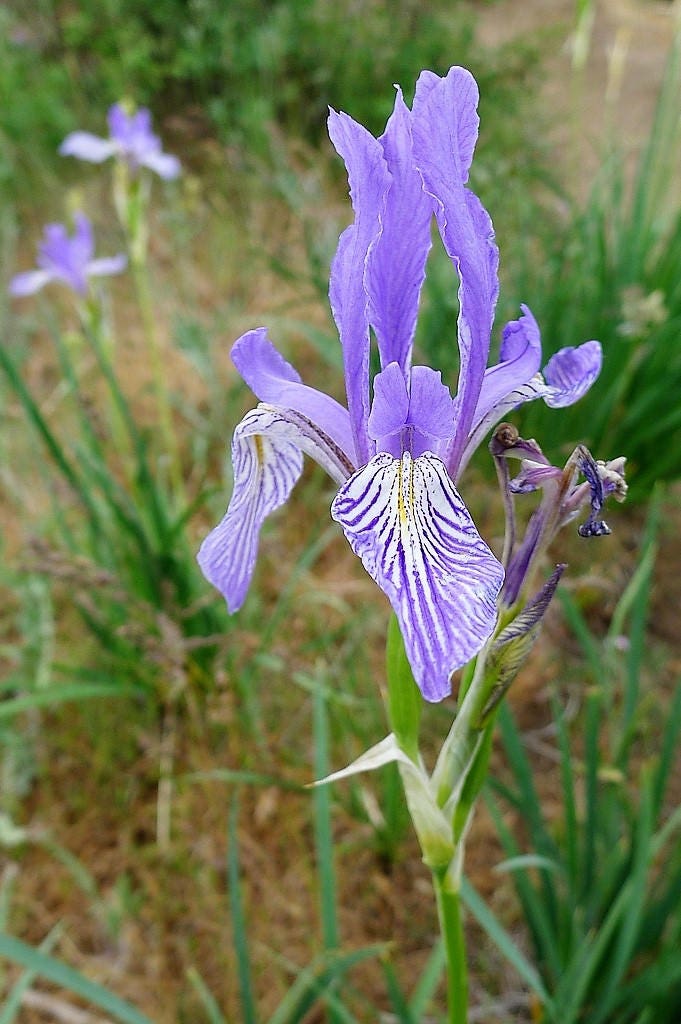 50 semillas de flores de IRIS MISSOURI Missouriensis, color azul, morado y amarillo de las Montañas Rocosas