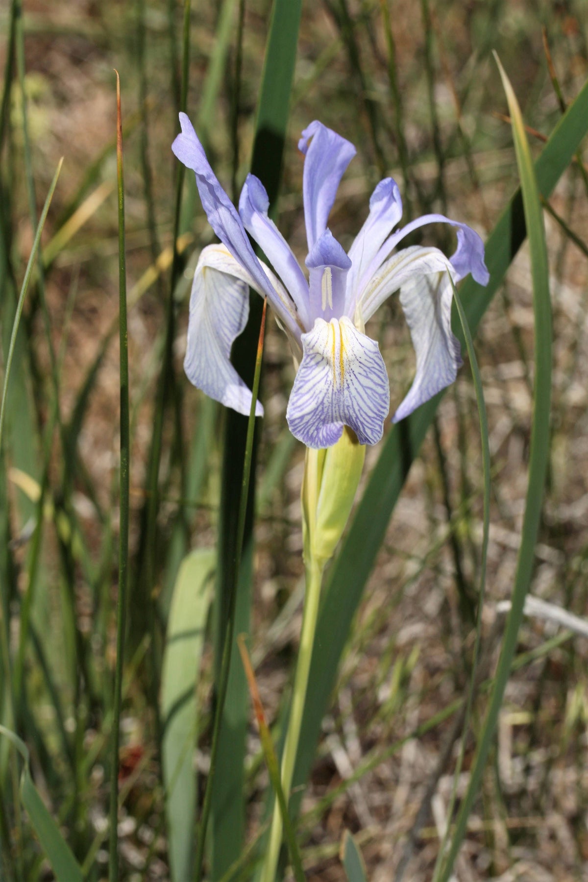 50 semillas de flores de IRIS MISSOURI Missouriensis, color azul, morado y amarillo de las Montañas Rocosas