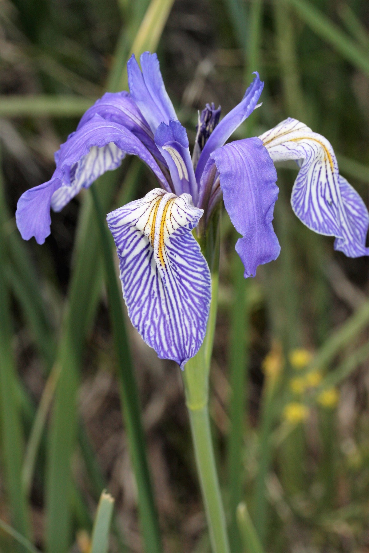50 semillas de flores de IRIS MISSOURI Missouriensis, color azul, morado y amarillo de las Montañas Rocosas