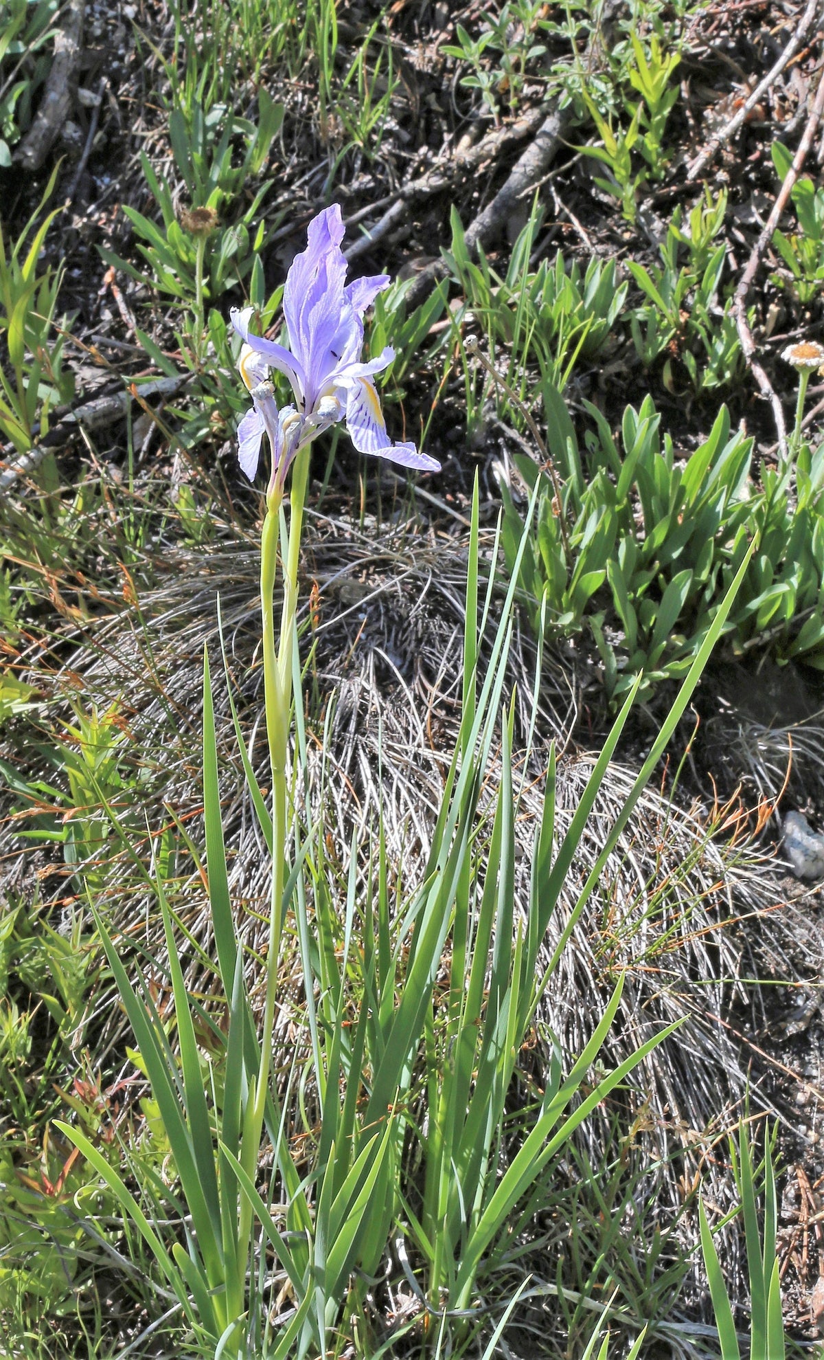 50 semillas de flores de IRIS MISSOURI Missouriensis, color azul, morado y amarillo de las Montañas Rocosas