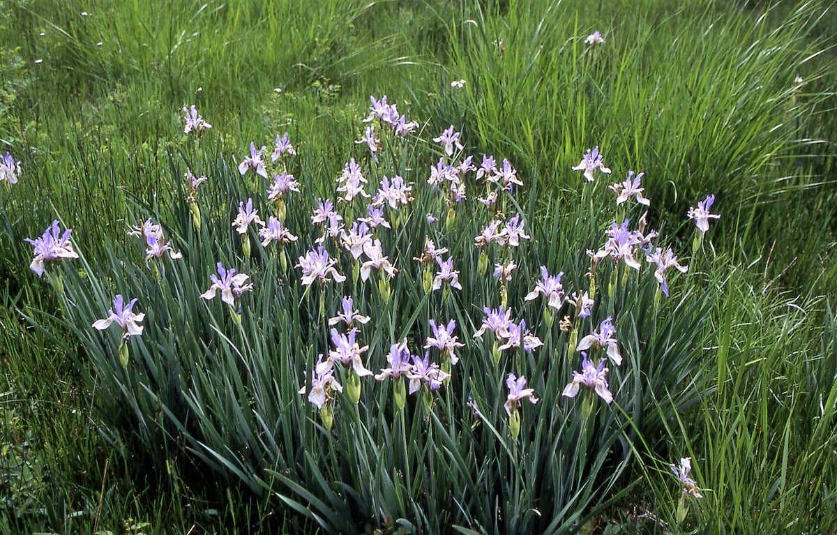 50 semillas de flores de IRIS MISSOURI Missouriensis, color azul, morado y amarillo de las Montañas Rocosas