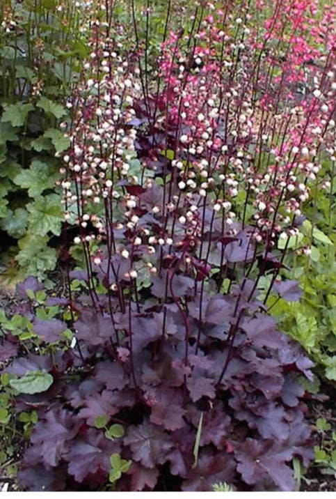 50 semillas de flores Micrantha HEUCHERA / CORAL BELLS moradas del palacio