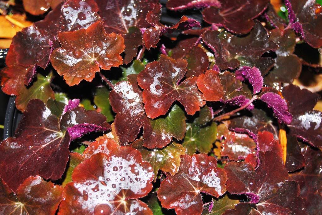50 semillas de flores Micrantha HEUCHERA / CORAL BELLS moradas del palacio