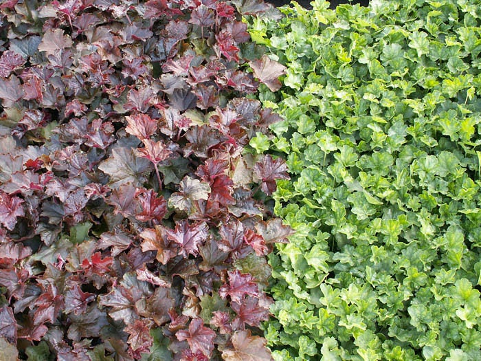 50 semillas de flores Micrantha HEUCHERA / CORAL BELLS moradas del palacio