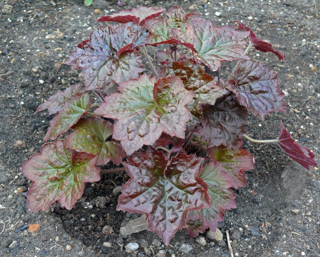 50 semillas de flores Micrantha HEUCHERA / CORAL BELLS moradas del palacio