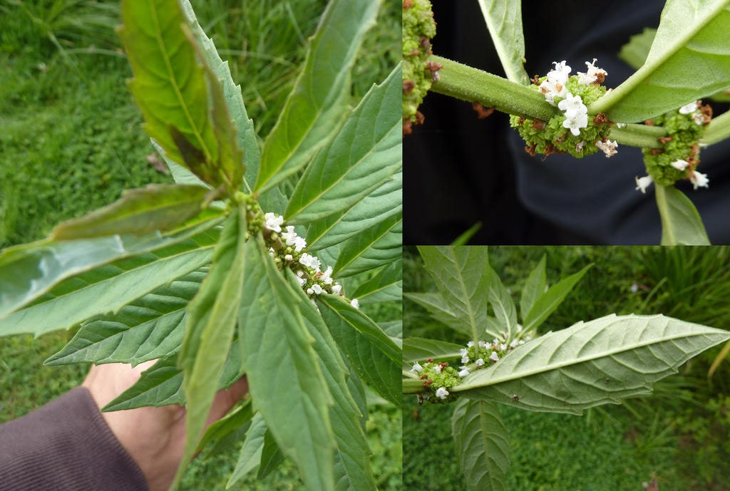 20 MARRUBIO DE AGUA Lycopus Americanus Semillas de flores de hierba bugleweed americana