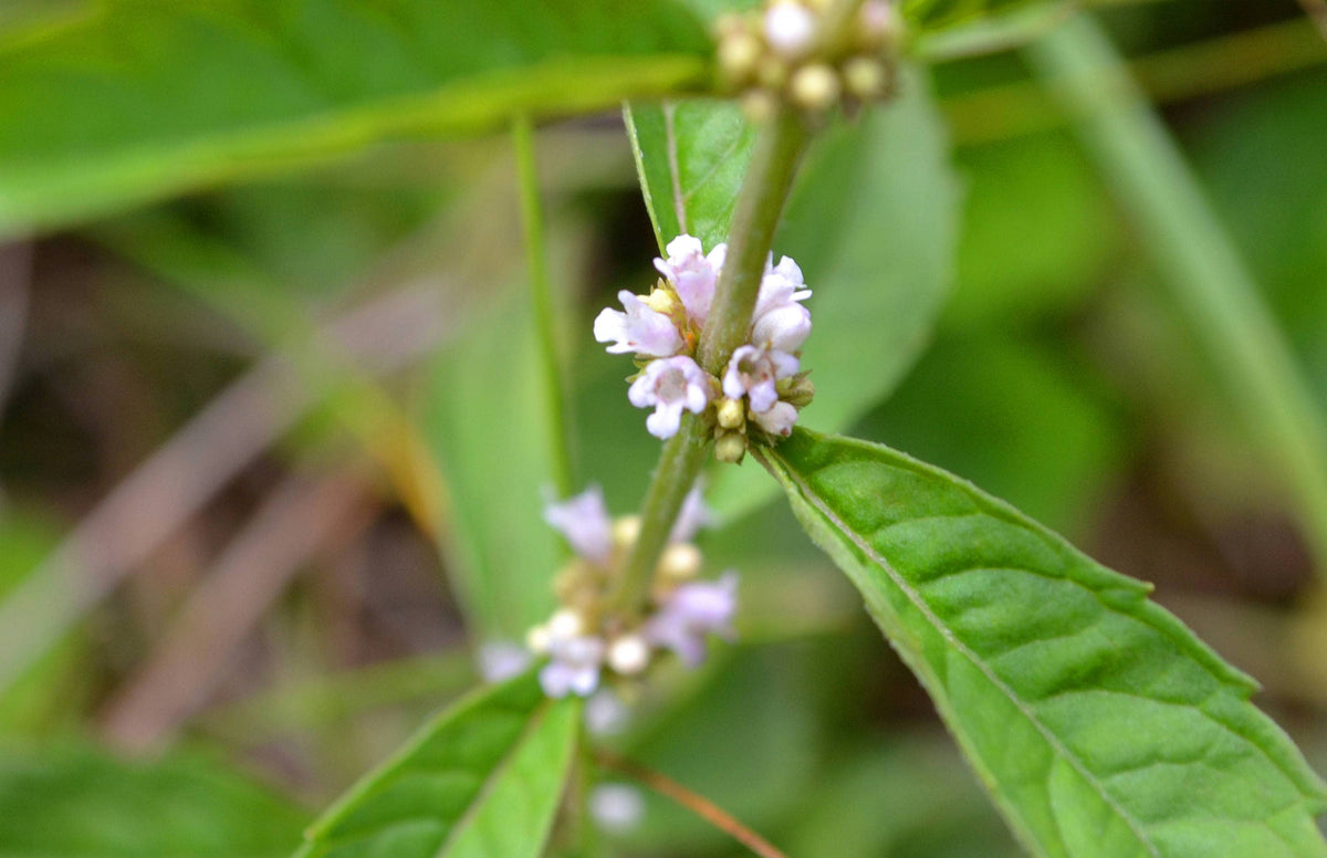20 WATER HOREHOUND Lycopus Americanus American Bugleweed Herb Flower Seeds