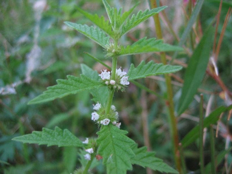 20 WATER HOREHOUND Lycopus Americanus American Bugleweed Herb Flower Seeds