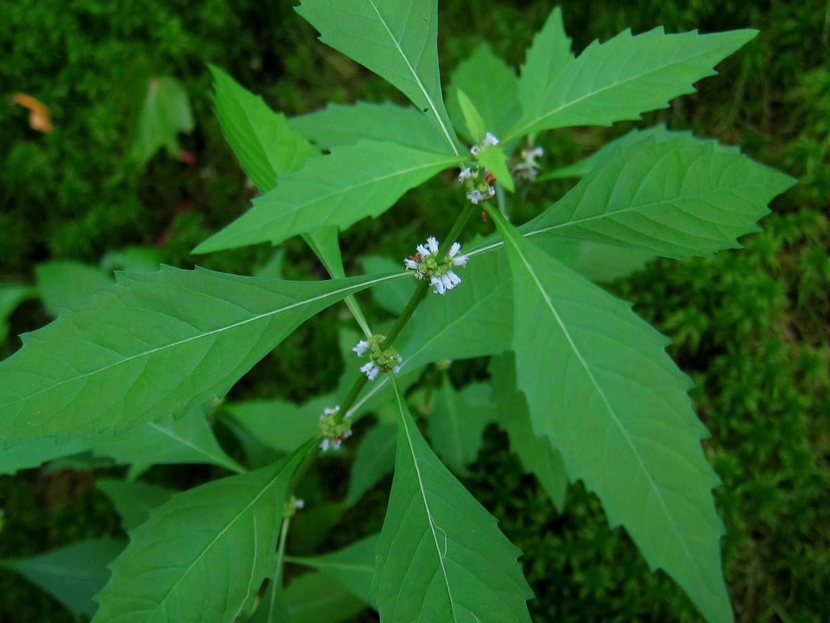 20 WATER HOREHOUND Lycopus Americanus American Bugleweed Herb Flower Seeds
