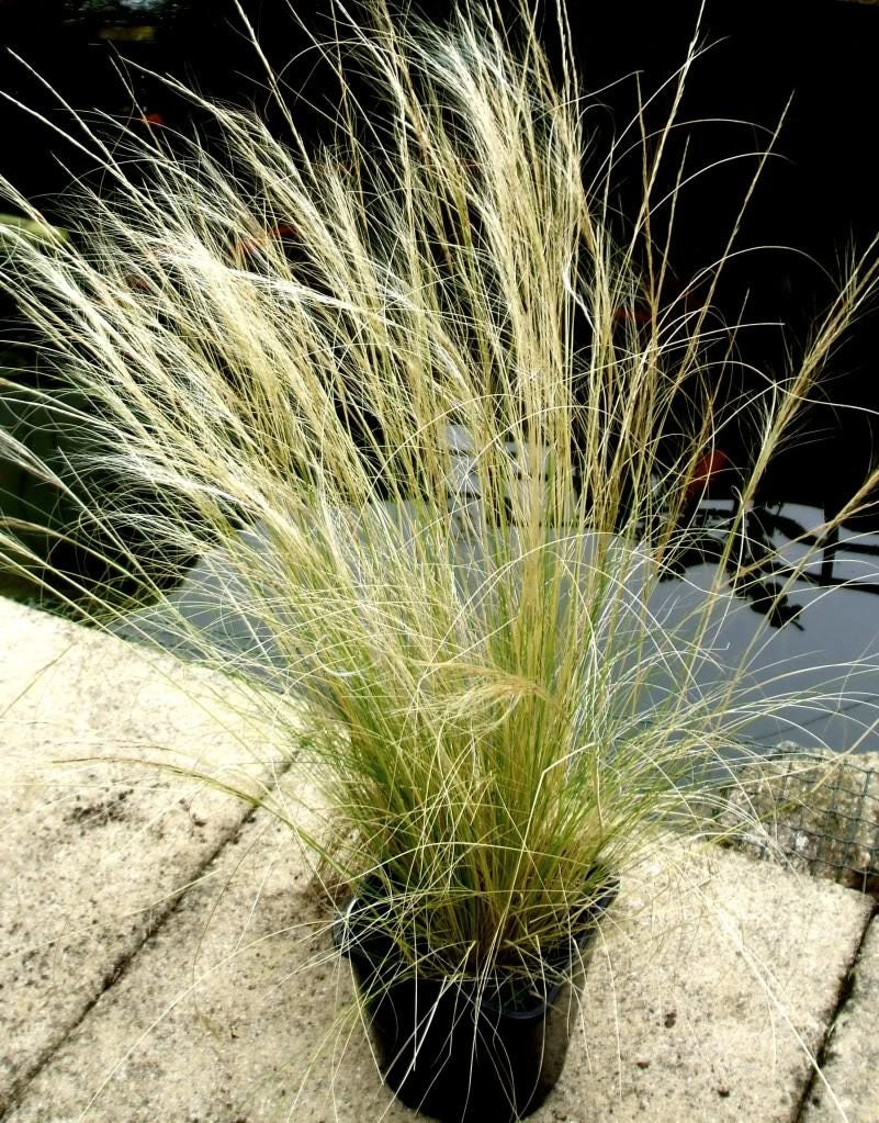 25 semillas de Stipa Tenuissima, colas de caballo ornamentales, hierba pluma mexicana, susurro del viento