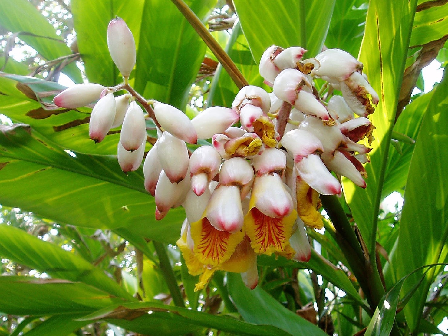 5 KAT GINGER Semillas de hierbas de flores de Alpinia Katsumadai Hayata de concha rosa y amarilla