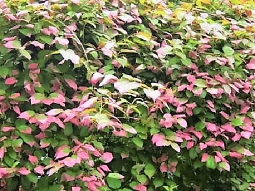 20 semillas de kiwi comestibles de Actinidia Kolomikta, fruto abigarrado de ARCTIC BEAUTY