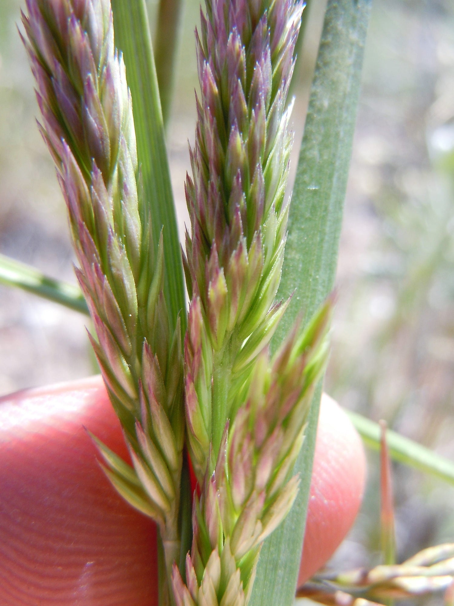 1500 PRAIRIE JUNEGRASS Koeleria Cristata June Crested Hair Grass Flower Seeds