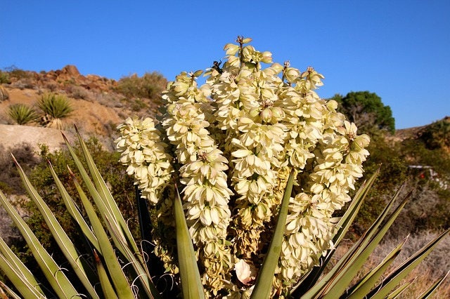 5 JOSHUA TREE Palm Tree Yucca Brevifolia White Flowers Cactus Succulent Seeds