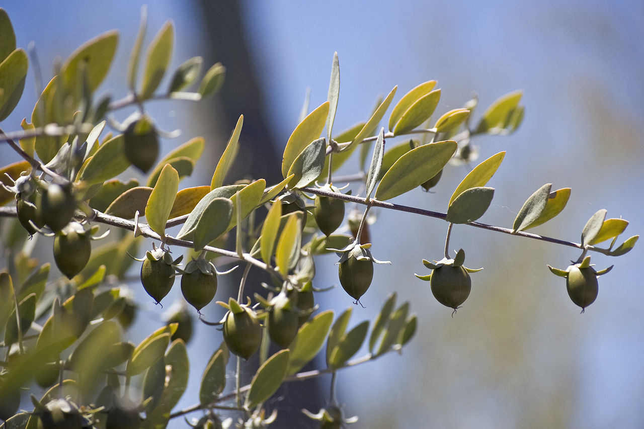 5 semillas de JOJOBA (Simmondsia Chinensis), aceite de nuez, arbusto perenne