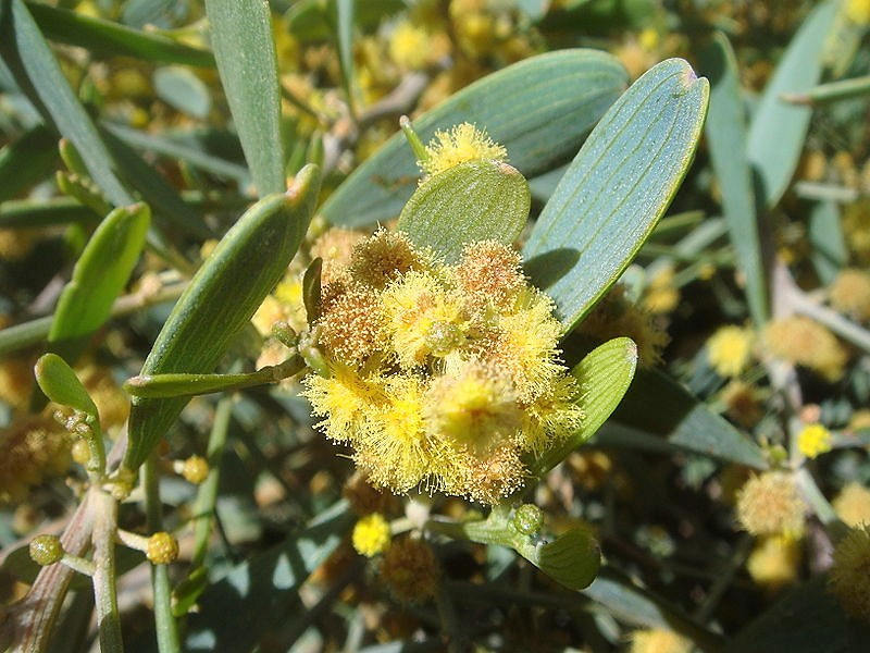 5 JOJOBA Simmondsia Chinensis Fruit Nut Oil Evergreen Shrub Seeds
